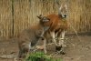 The first red kangaroo pups in Estonia were born on the island of Muhu 